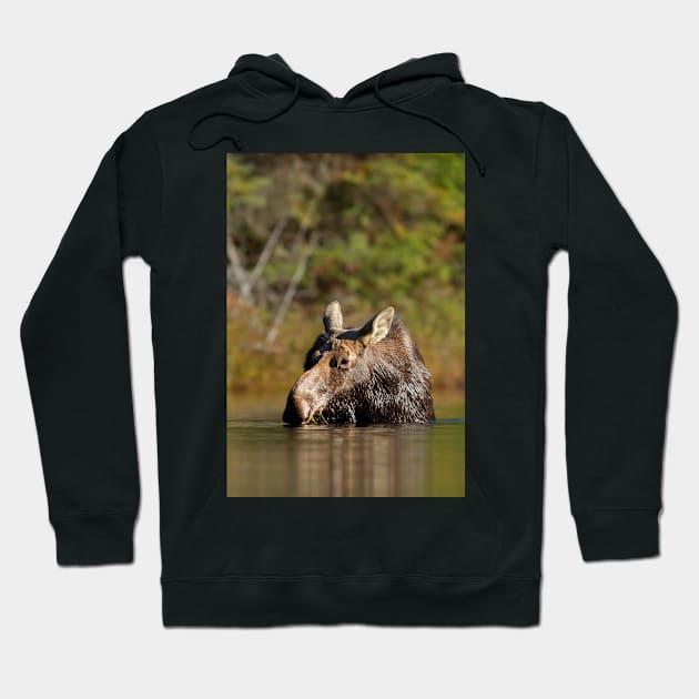 Moose - Algonquin Park, Canada Hoodie by Jim Cumming